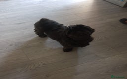 Shihpoo dogs for sale: 💕Stunning Rare F1 Merle Shoodles/Shihpoos💕 - Image 10
