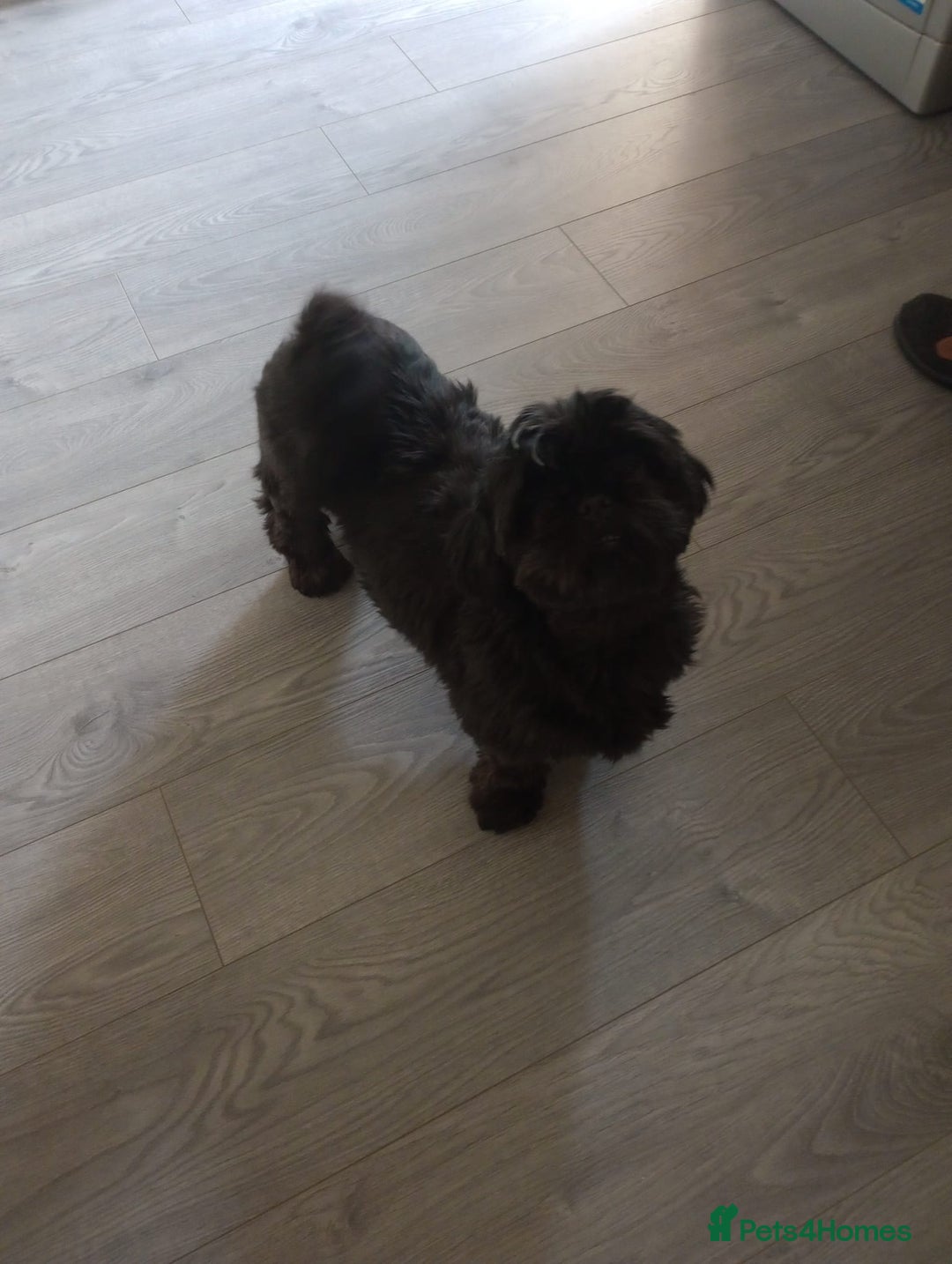 Shihpoo dogs for sale: 💕Stunning Rare F1 Merle Shoodles/Shihpoos💕 - Image 10