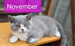 British Shorthair cats for sale: 4 PEDIGREE kittens READY TO GO! 2 LEFT - Image 38