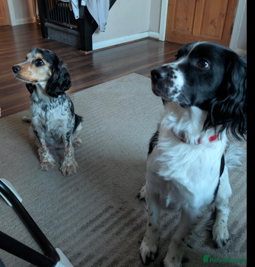Sprocker dogs for sale: 5 sprocker puppies for sale - Image 19