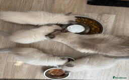 Ragdoll cats for sale: FEMALE BLUE POINT RAGOLL KITTEN - READY NOW - Image 4