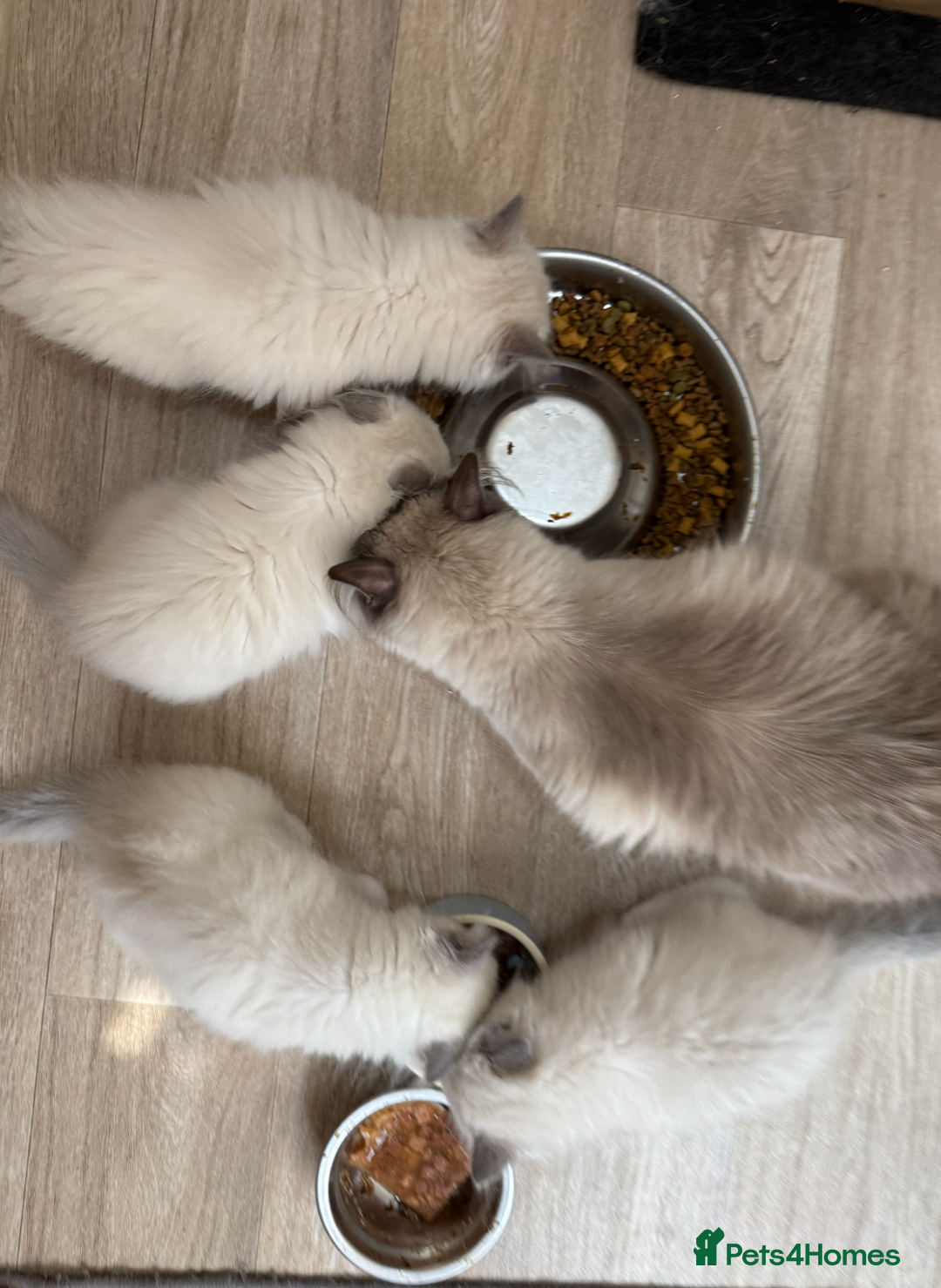 Ragdoll cats for sale: FEMALE BLUE POINT RAGOLL KITTEN - READY NOW - Image 4