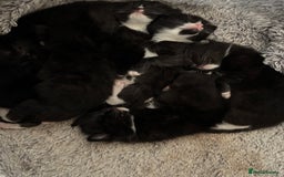 Mixed Breed cats for sale: 7 kittens are currently 2 weeks old  - Image 1