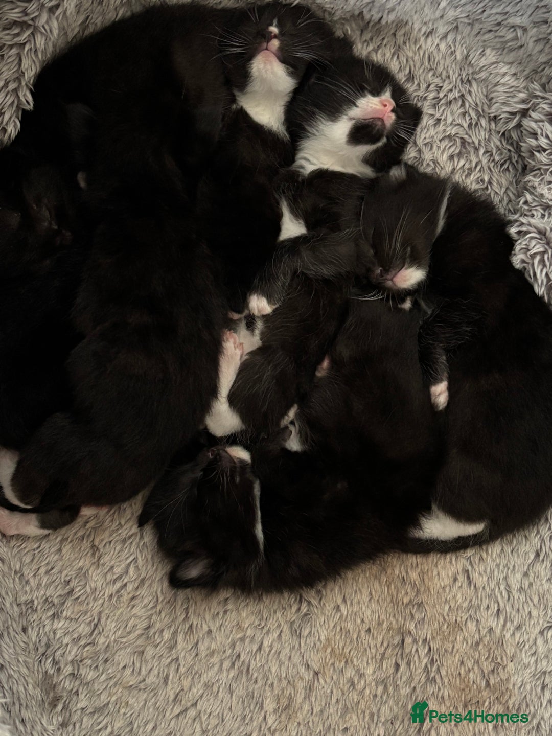 Mixed Breed cats for sale: 7 kittens are currently 2 weeks old  - Image 1