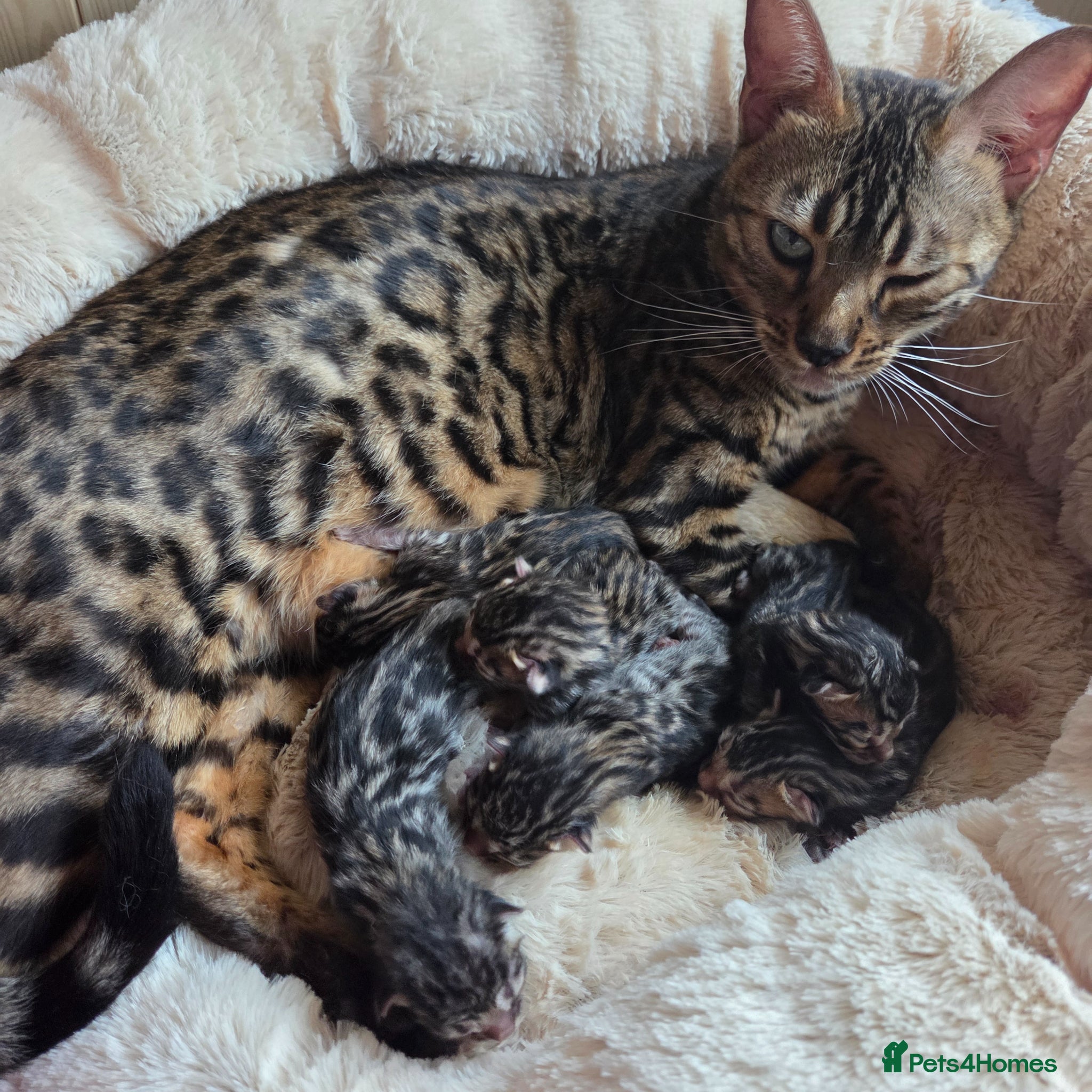Bengal cats for sale: 5 gorgeous Bengal kittens - Advert 5