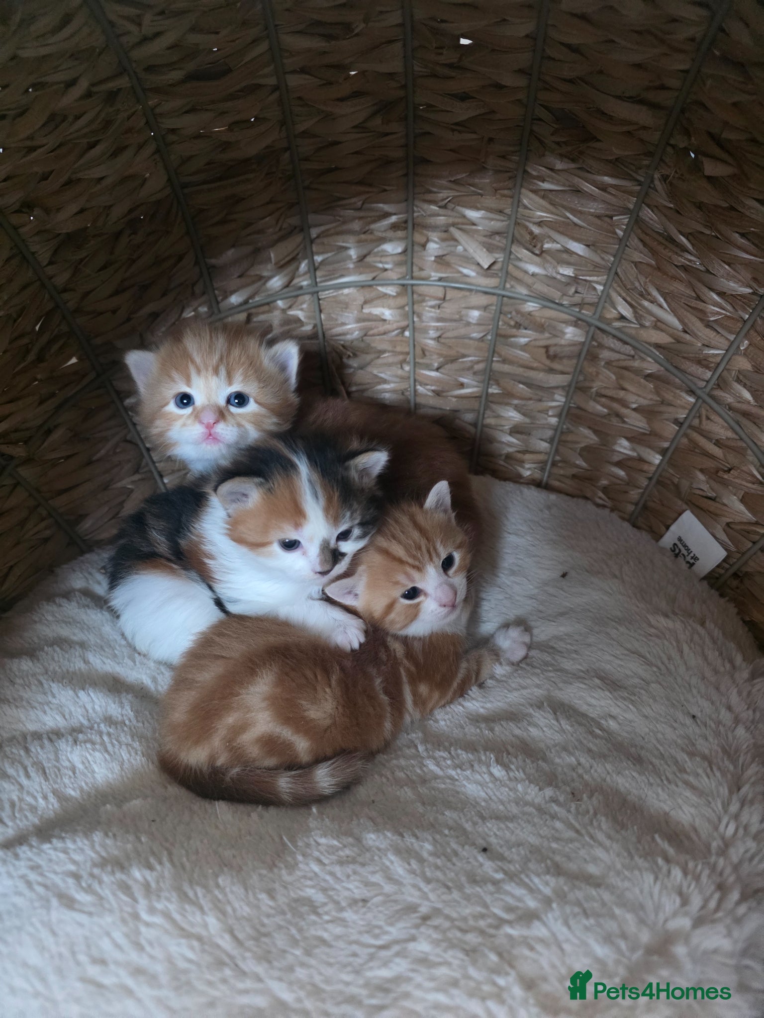 Mixed Breed cats Kittens looking for a 5* forever home - Advert 1