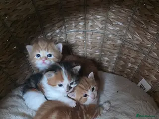 Mixed Breed cats Kittens looking for a 5* forever home - Advert 1