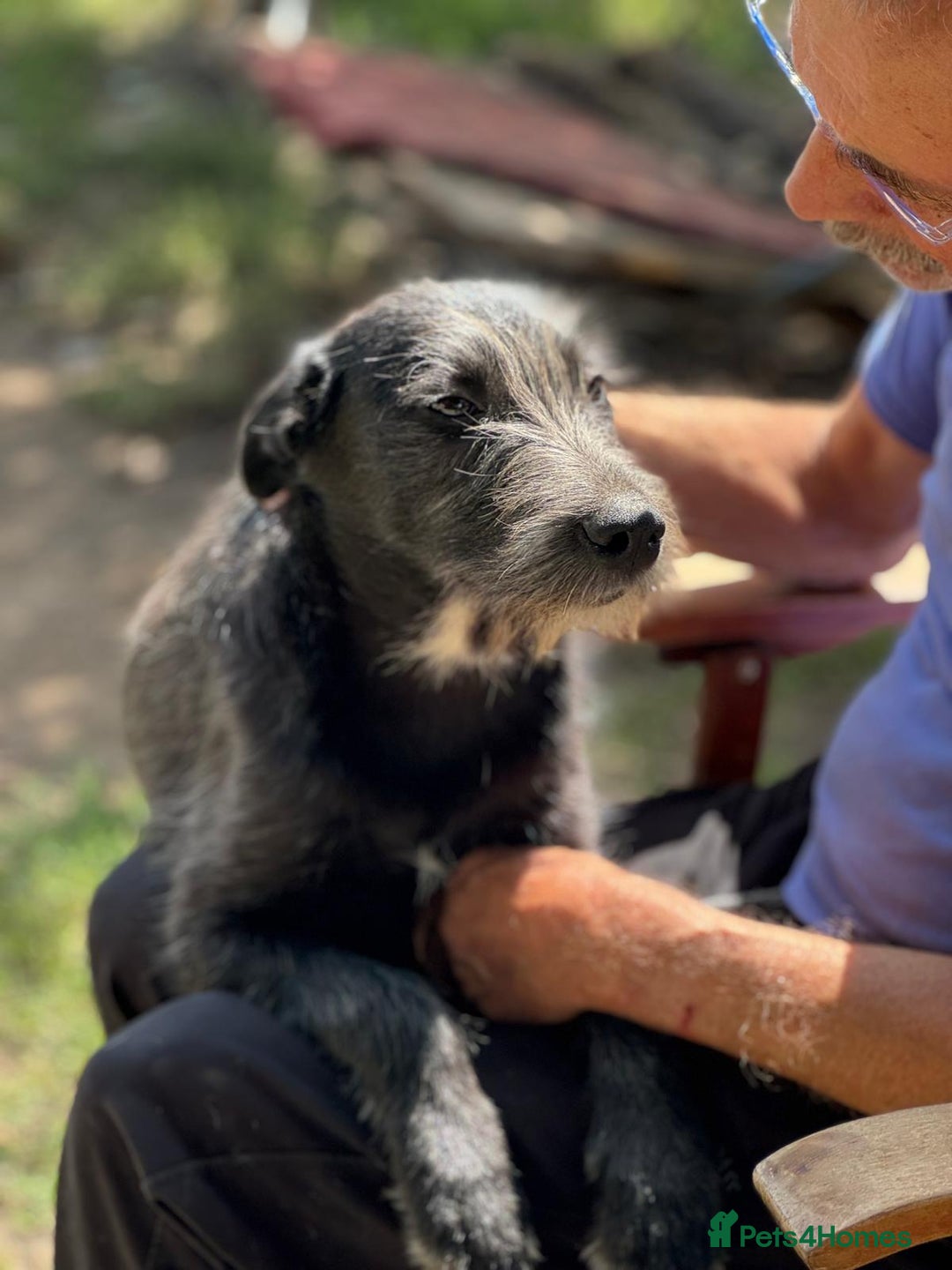 Mixed Breed dogs for adoption: LIA - a Beautiful young Girl, for a Loving Home - Image 24
