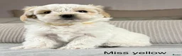 Maltipoo dogs for sale: A BEAUTIFUL ARRAY OF COLOURS AND LOVELINESS  - Advert 36