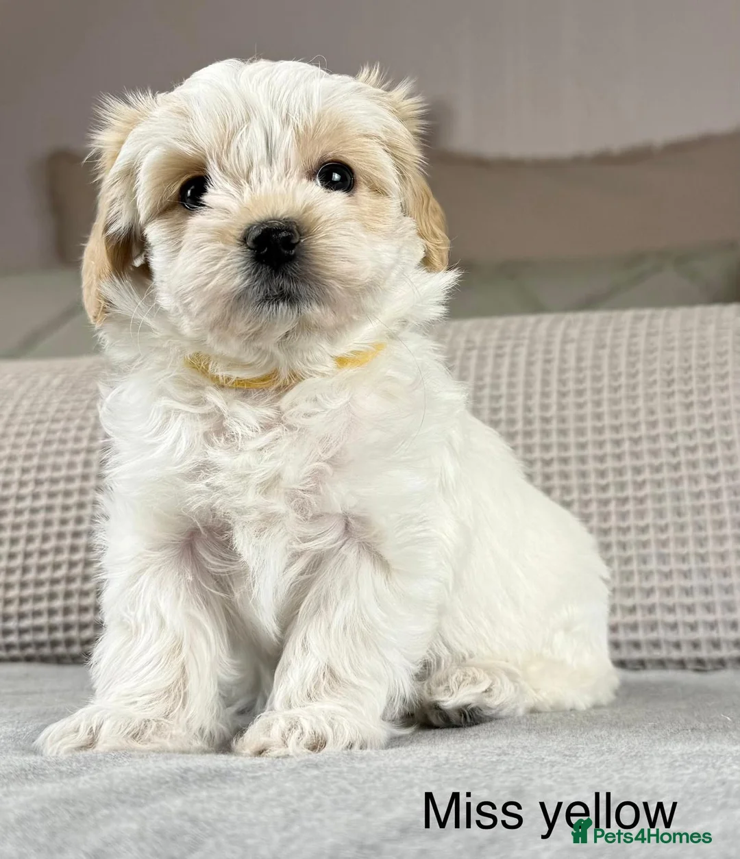 Maltipoo dogs for sale: A BEAUTIFUL ARRAY OF COLOURS AND LOVELINESS  - Advert 36