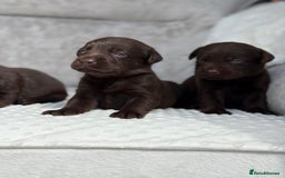 Labrador Retriever dogs for sale: Stunning chocolate Labrador’s with silver jeans  - Image 2