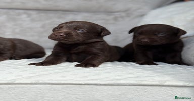 Labrador Retriever dogs - Advert 5