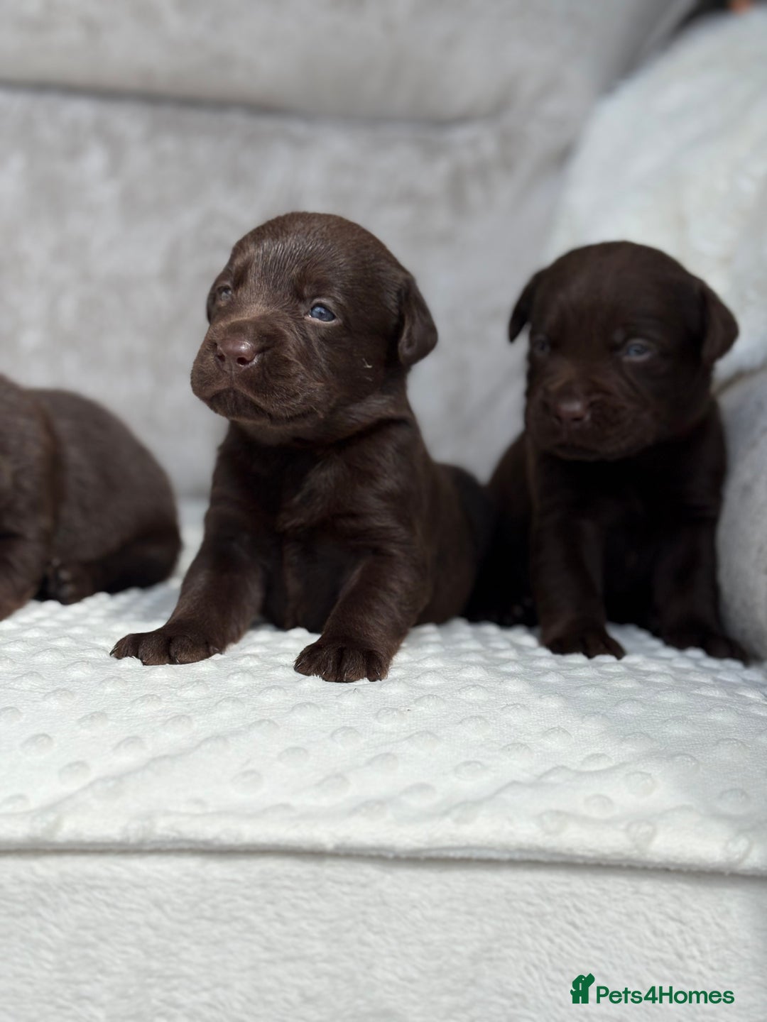 Labrador Retriever dogs for sale: Stunning chocolate Labrador’s with silver jeans  - Image 2