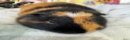 Guinea Pig rodents for sale: Guinea Pigs  - Advert 27