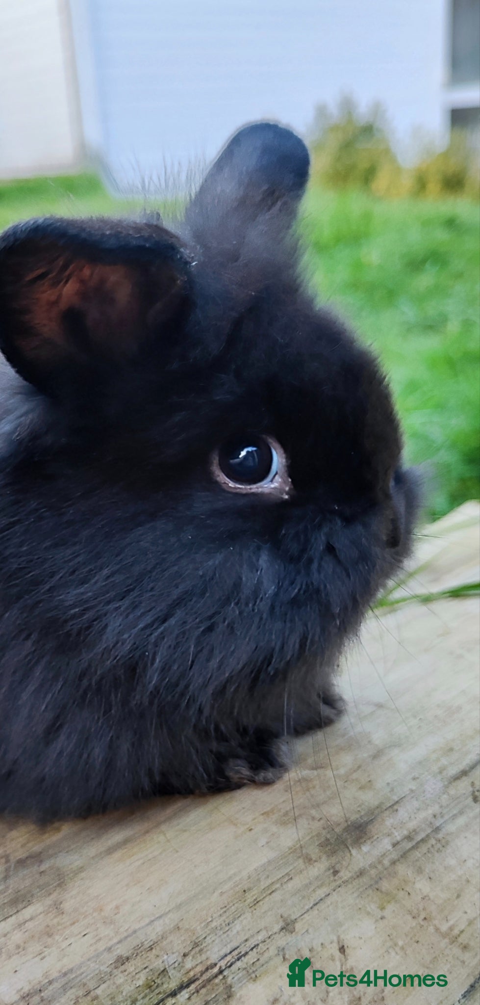 Mini Lop rabbits Beautiful mini lops  - Advert 16