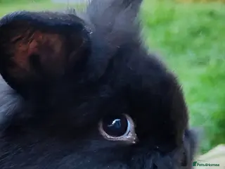 Mini Lop rabbits Beautiful mini lops - Advert 16