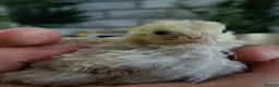 Quail poultry for sale: 3-week-old quails for sale 🐥 in Halifax - Advert 3