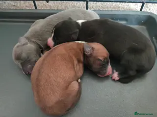 Whippet dogs Whippet puppies - Advert 1