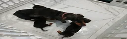Miniature Dachshund dogs for sale: Miniature dachshund puppy's  - Advert 9