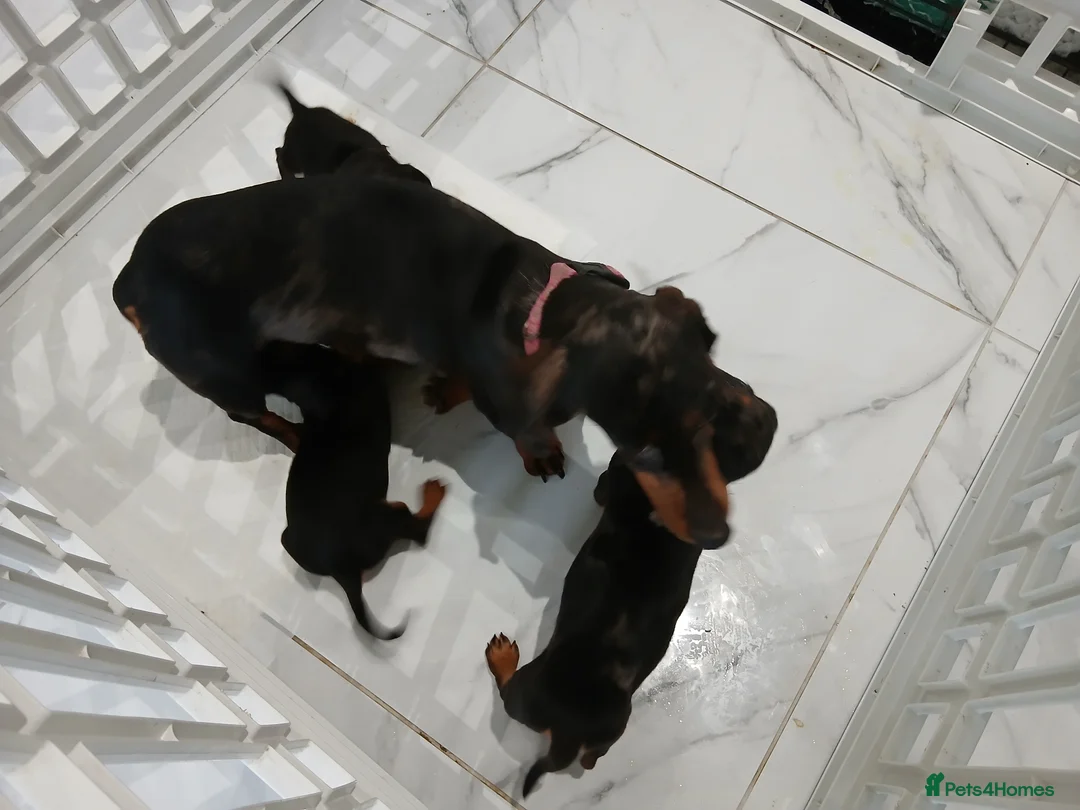 Miniature Dachshund dogs for sale: Miniature dachshund puppy's  - Advert 9