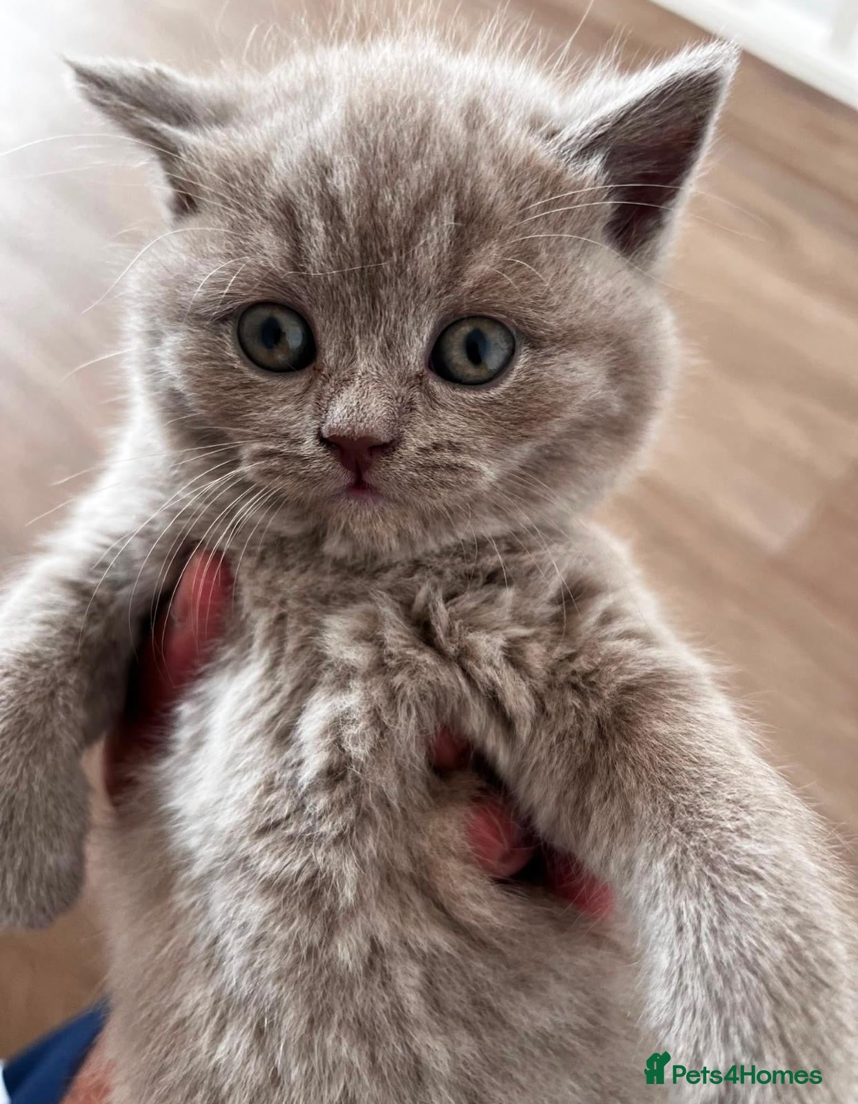 British Shorthair cats British shorthair kittens  - Advert 1