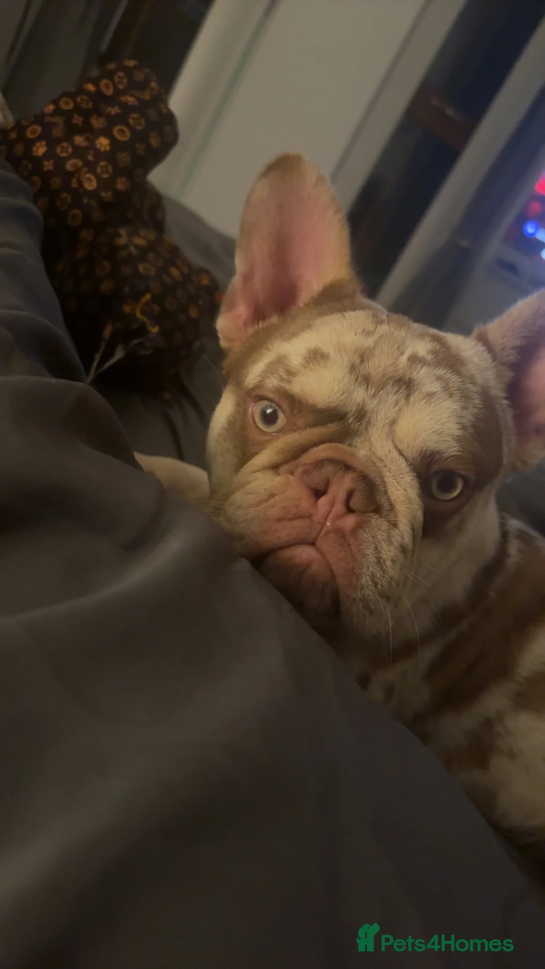 French Bulldog dogs for sale: French bulldog - Advert 2