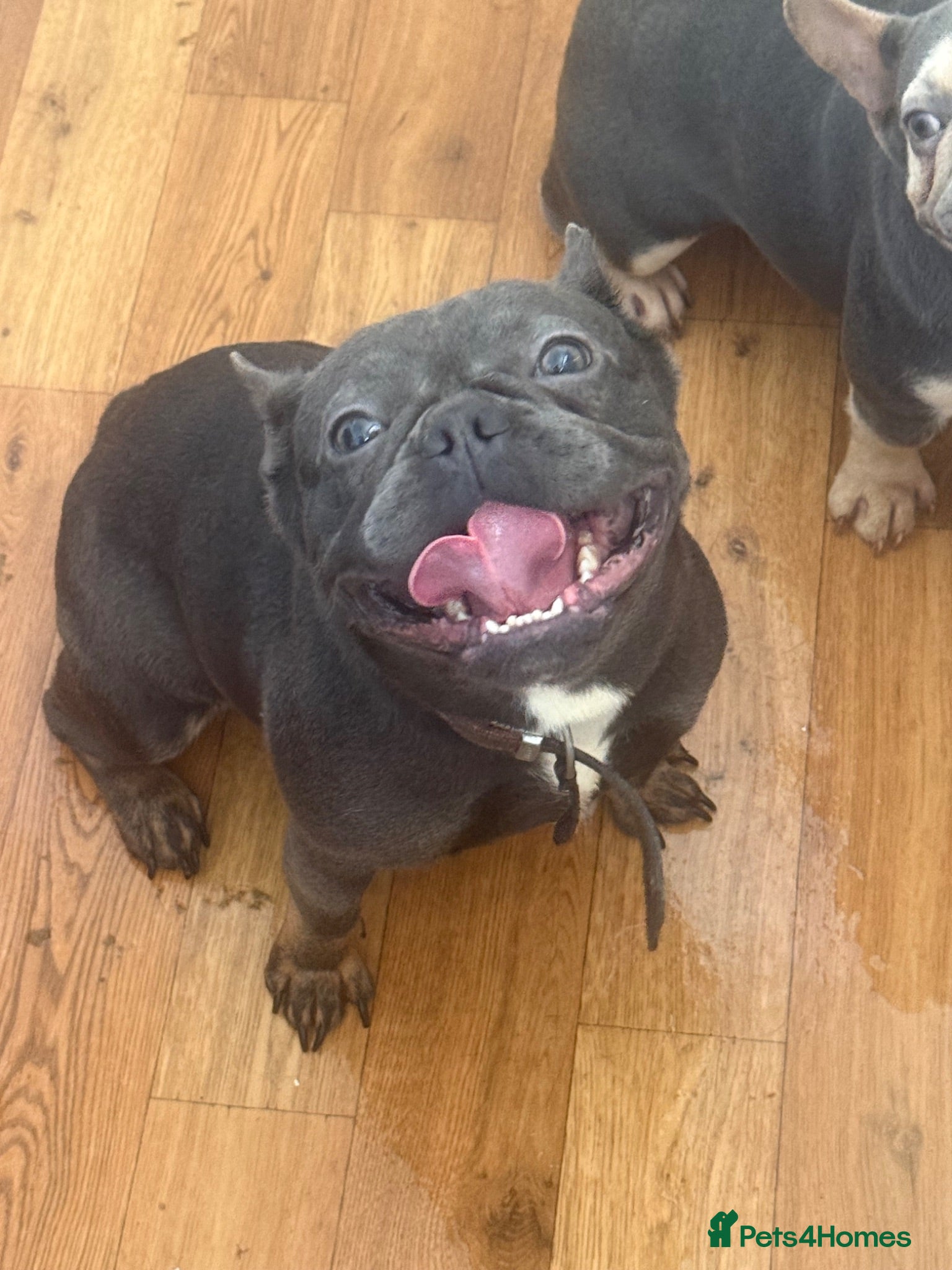 French Bulldog dogs French bulldog female beautiful girl - Advert 1