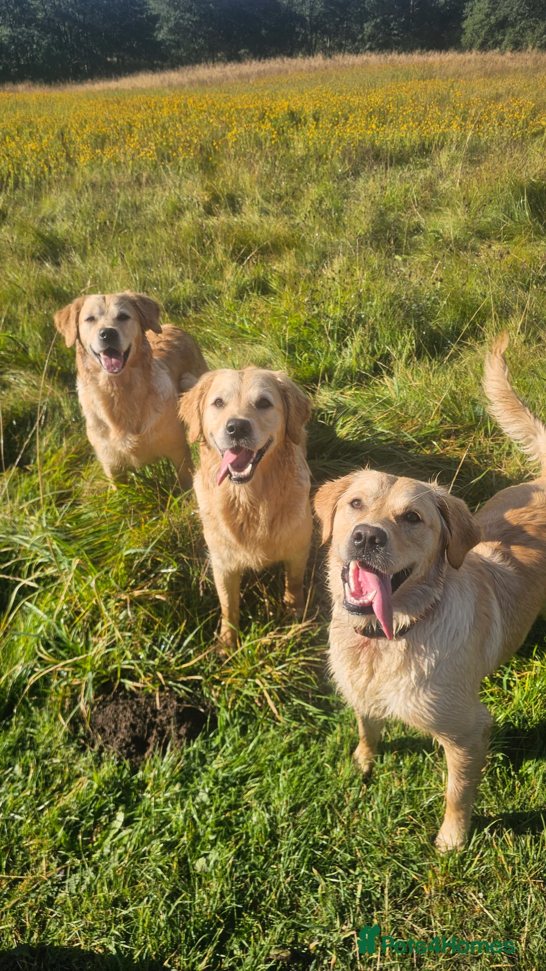 Golden Retriever dogs for sale: Amazing shades long awaited litter - Advert 4