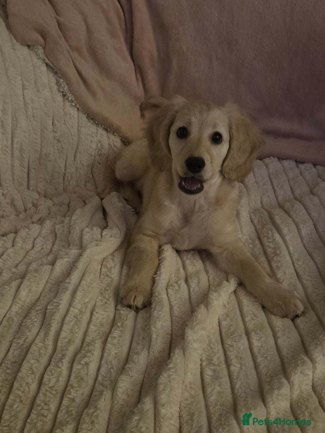 Cockapoo dogs for sale: Cockapoo READY NOW - Advert 2