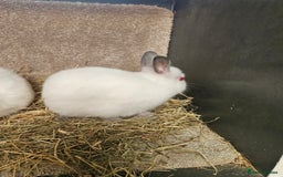 Netherland Dwarf rabbits for sale: Pure Bred Himalayan Netherland Dwarfs  - Image 4