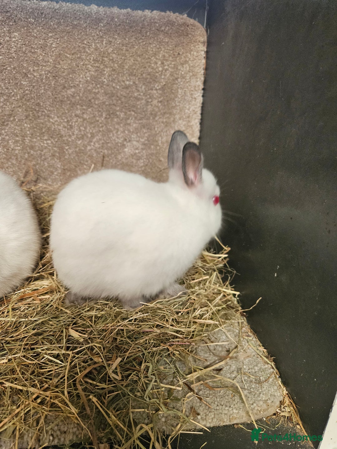 Netherland Dwarf rabbits for sale: Pure Bred Himalayan Netherland Dwarfs  - Image 4