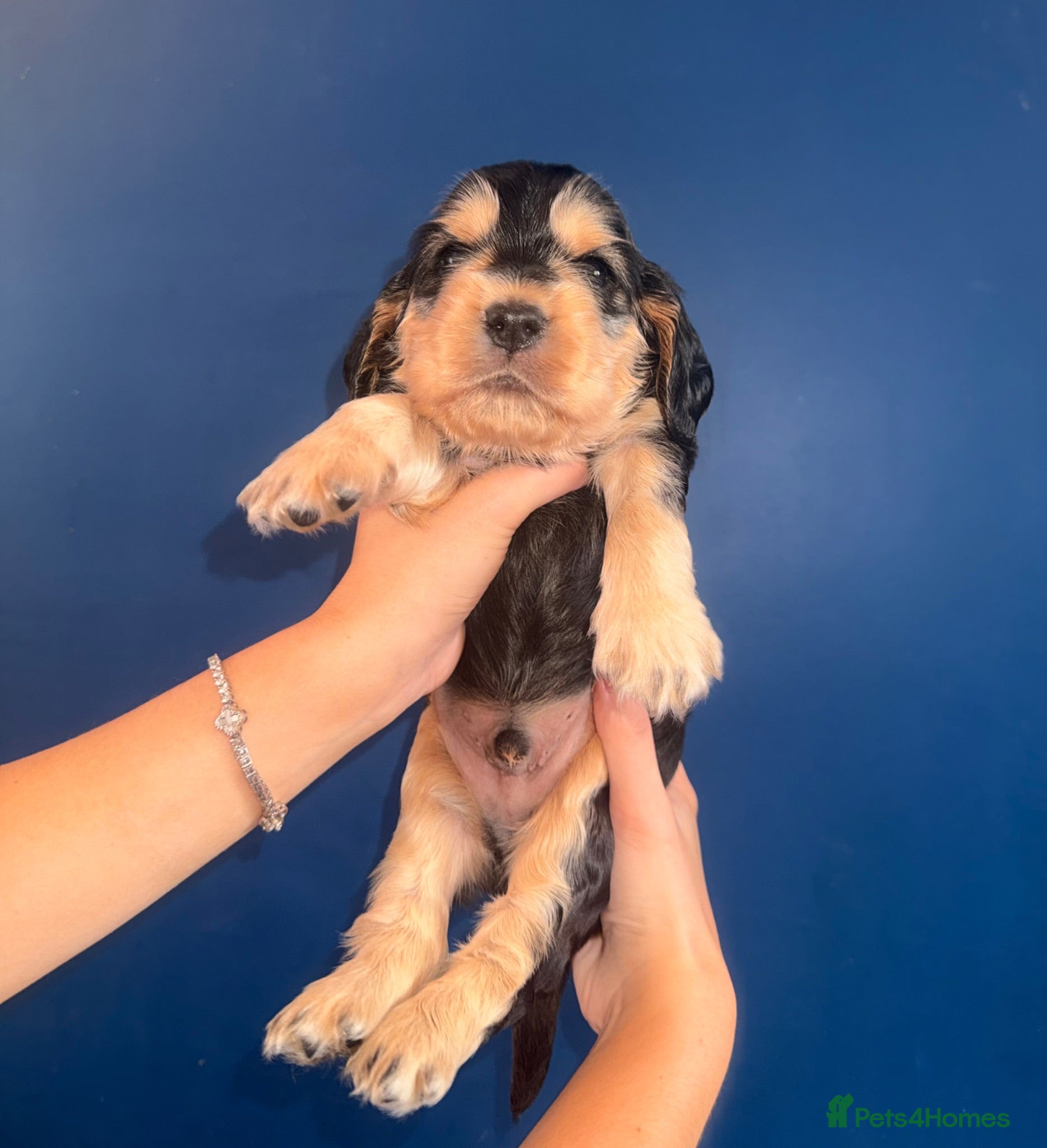 Cocker Spaniel dogs KC registered Black & Tan Sable Boy 🩵 - Advert 1