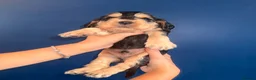 Cocker Spaniel dogs for sale: KC registered Black & Tan Sable Boy 🩵 - Advert 9