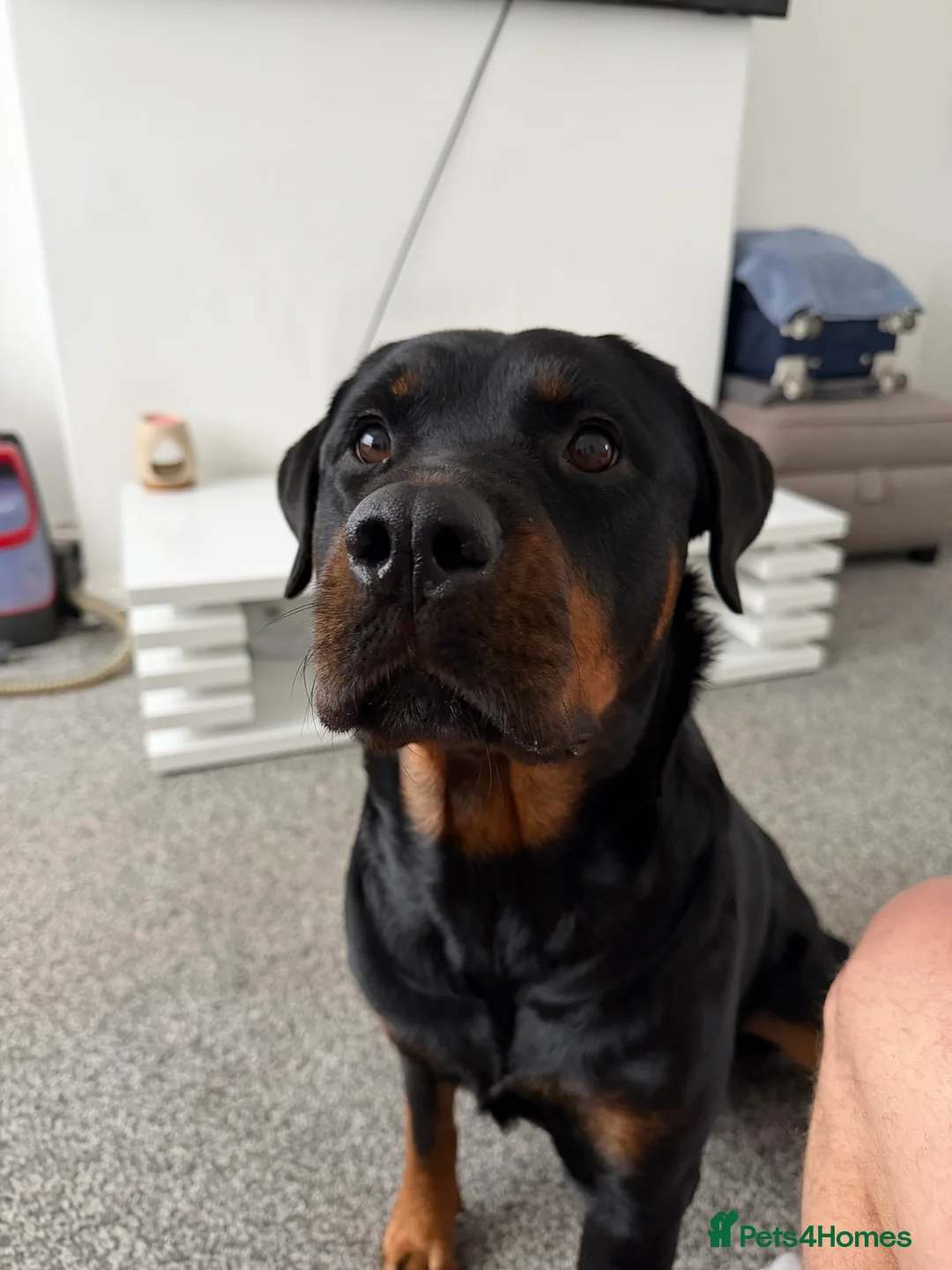 Rottweiler dogs for sale: Bella - 4 year old Rottweiler - Advert 2