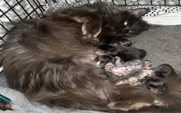 Maine Coon cats for sale: Chunky and fluffy Mainecoon kittens - Image 7