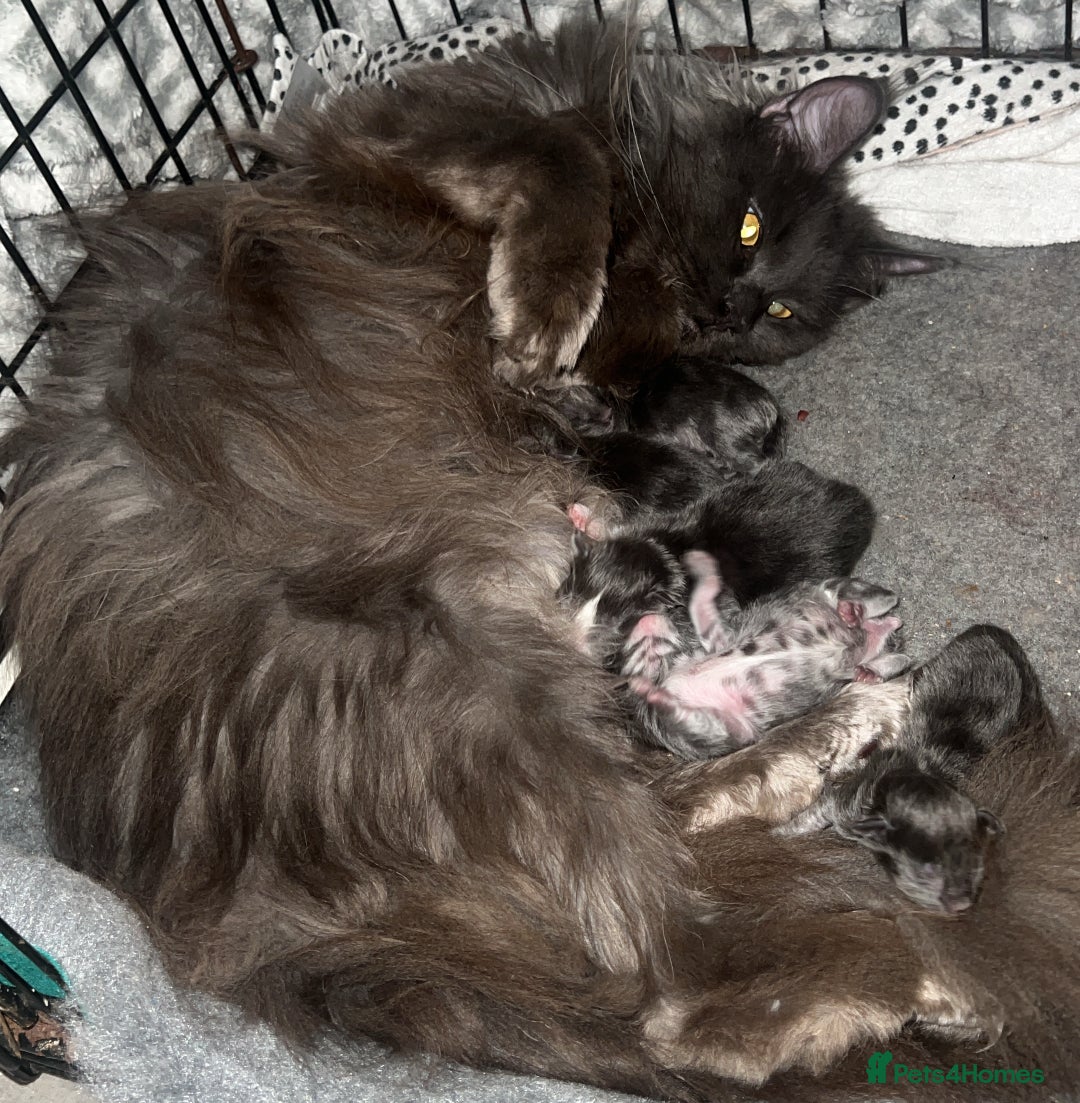 Maine Coon cats for sale: Chunky and fluffy Mainecoon kittens - Image 7