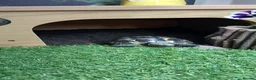 Tortoise reptiles for sale: 2 male med spur thigh tortoise  - Advert 3