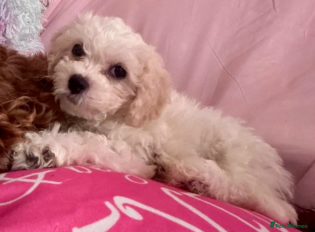 Cavapoo dogs for sale: Cavachon Female Puppy - Advert 2