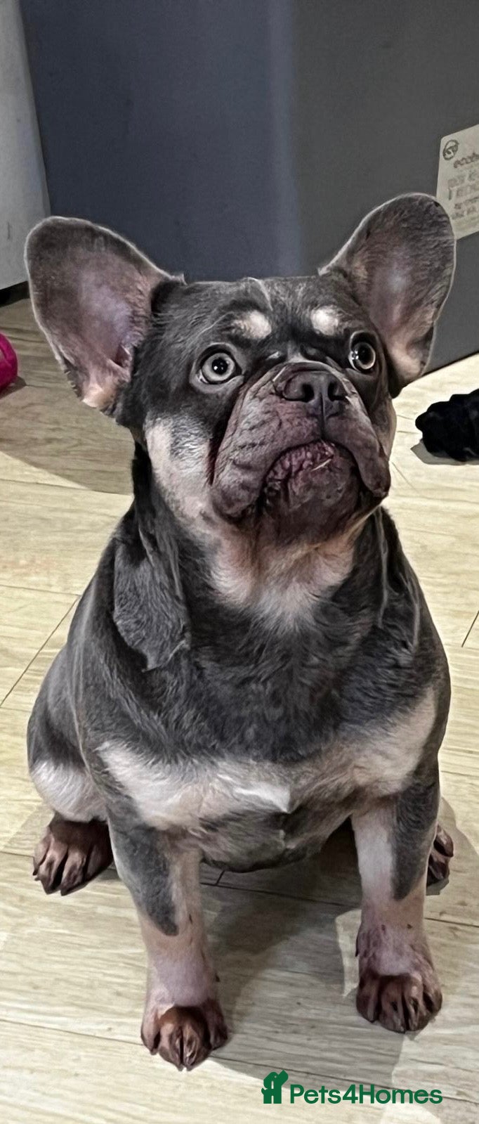 French Bulldog dogs Beautiful girl  - Advert 9