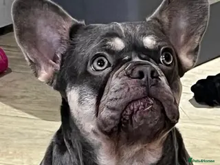 French Bulldog dogs Beautiful girl - Advert 1