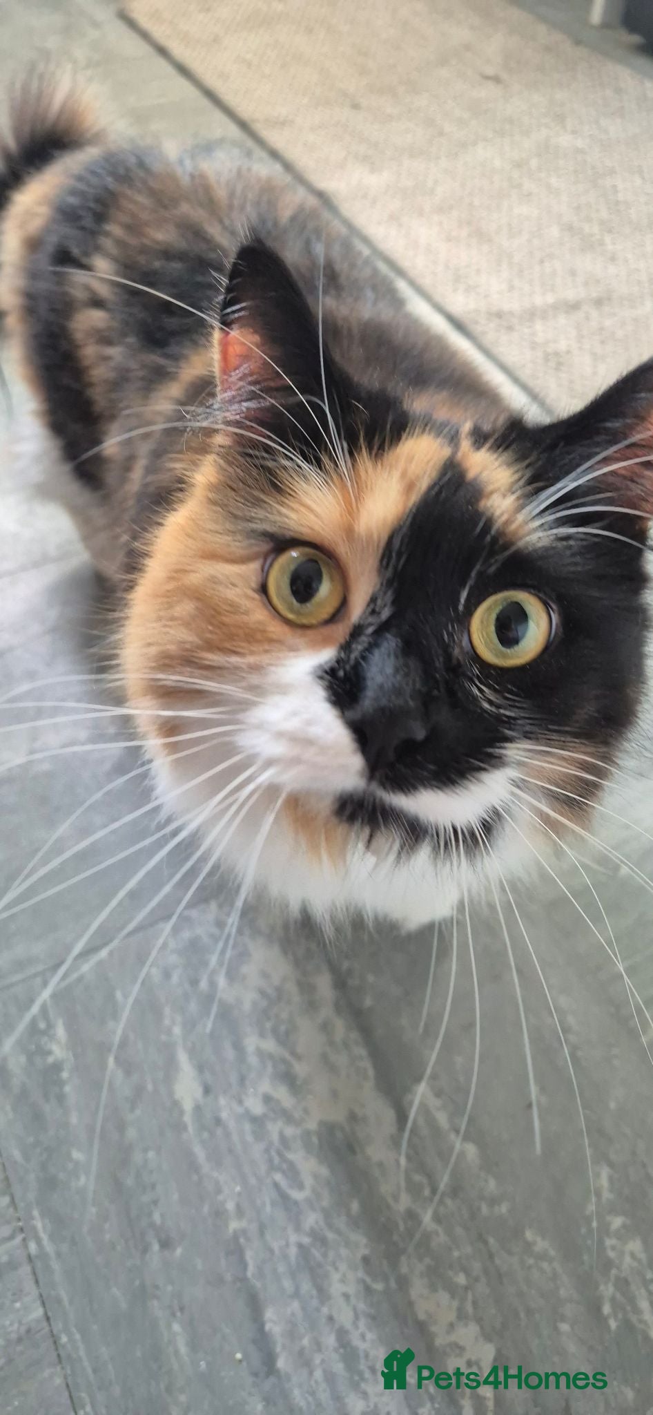 Mixed Breed cats Chai - beautiful fluffy ball - Advert 1