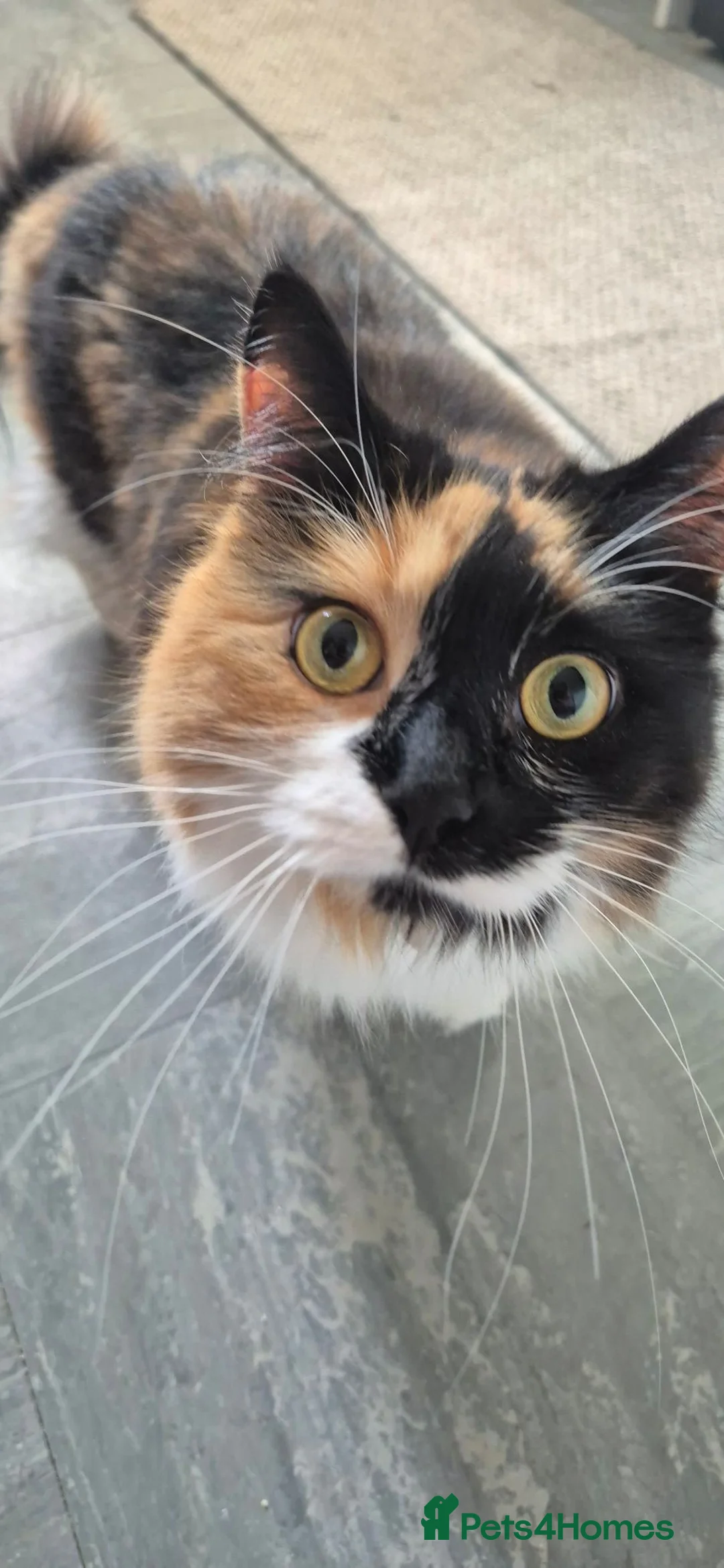 Mixed Breed cats for sale: Chai - beautiful fluffy ball in Alnwick - Advert 1