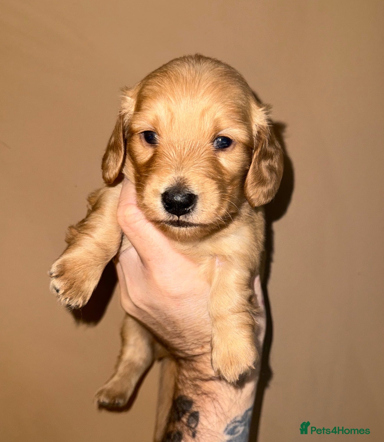 Miniature Dachshund dogs 🧡💛Stunning Longhaired Dachshund Puppies💛🧡 - Advert 4