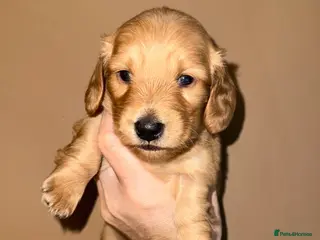 Miniature Dachshund dogs 🧡💛Stunning Longhaired Dachshund Puppies💛🧡 - Advert 6