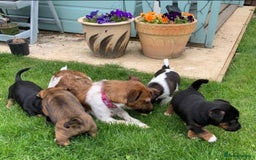 Jack Russell dogs for stud: Jack Russell for stud  - Image 8
