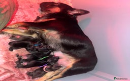 French Bulldog dogs for sale: Visual Fluffy French Bulldog - Image 7