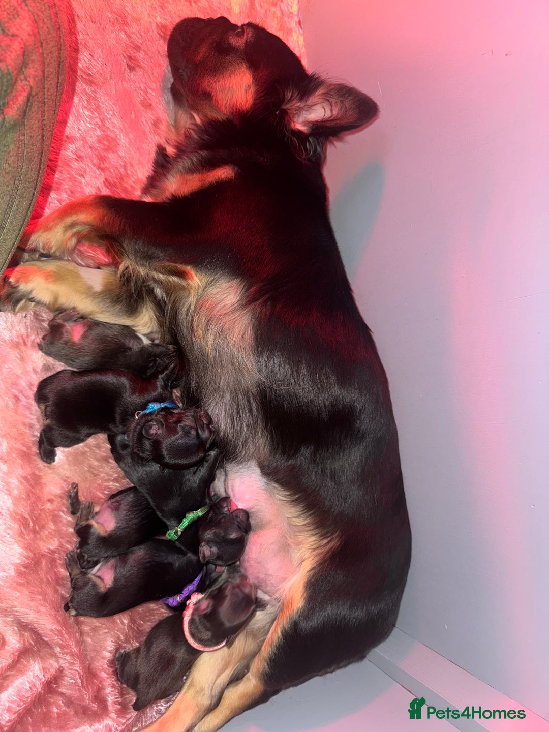 French Bulldog dogs for sale: Visual Fluffy French Bulldog - Image 7