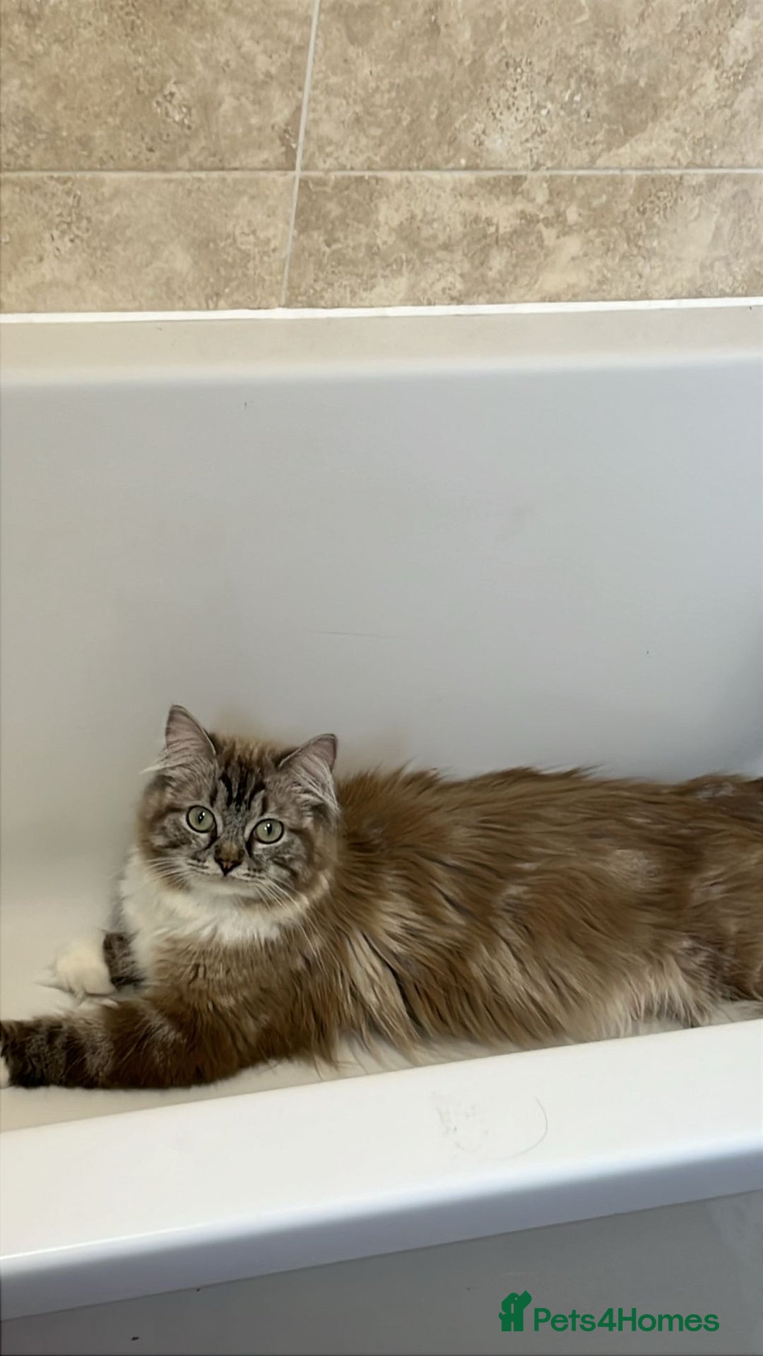 Ragdoll cats for sale:  Last two pure Ragdolls ready now reduced price - Image 2