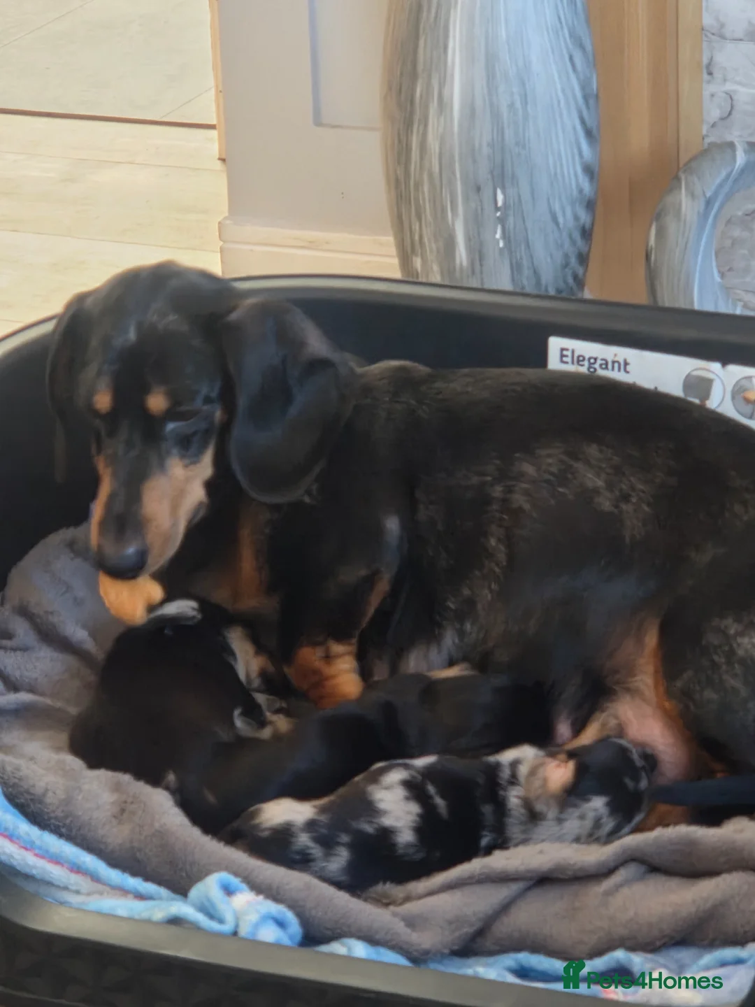 Dachshund dogs for sale: Dashaund puppys in Blaydon-on-Tyne - Advert 1