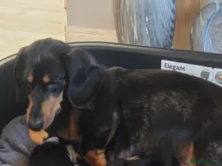 Dachshund dogs Dashaund puppys - Advert 9